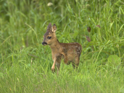 Roe fawn nr Crail 29th June 2007