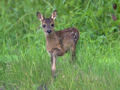 Roe fawn