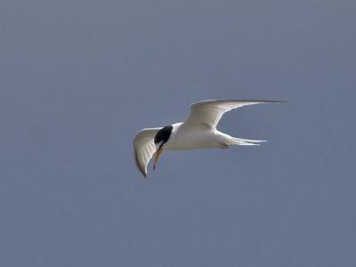 Little Tern 29th June 2007