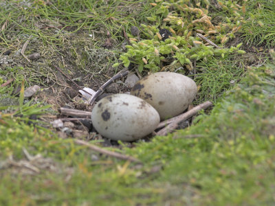 Arctic Tern nest Isle of May 28th June 2007