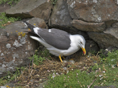 Lesser Black-backed Gull Isle of May 28th June 2007
