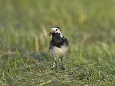 Pied Wagtail Fife Ness 4th July 2007