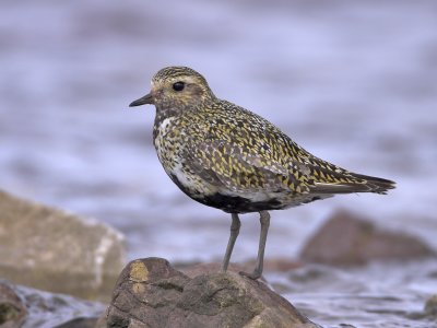 Golden Plover Balcomie 14th July 2007