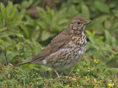Song Thrush Crail 22nd July 2007