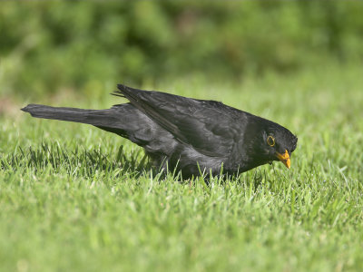 Blackbird Crail 23rd July 2007