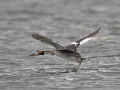 Great Crested Grebe Lindores Loch 26th July 2007