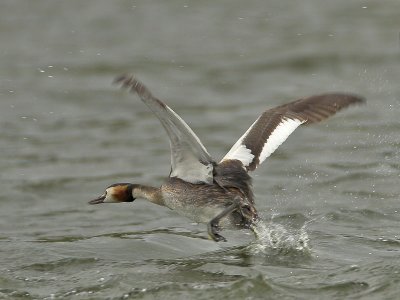 Great Crested Grebe Lindores Loch 26th July 2007