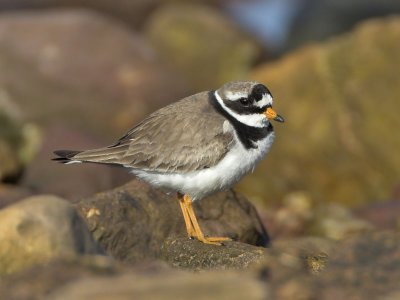 Ringed Plover male Fife Ness 1st August 2007