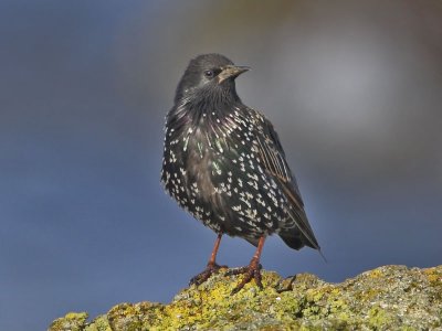 Starling Fife Ness 1st  August 2007