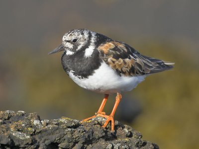 Turnstone Fife Ness 1st  August 2007