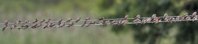 Sand Martins Lindores 10th August 2007