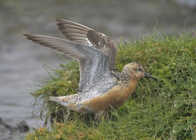 Knot Ruddons Point 13th August 2007