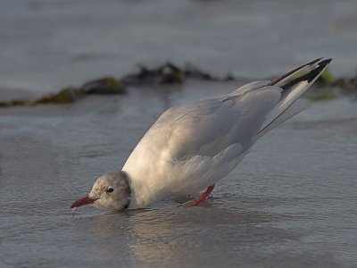 Black-headed Gull Balcomie 16th August 2007