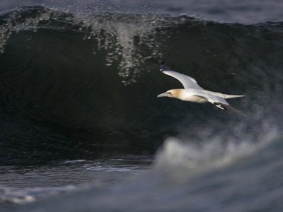 Gannet Fife Ness 20th August 2007