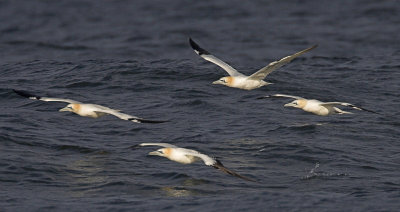 Gannet Fife Ness 20th August 2007
