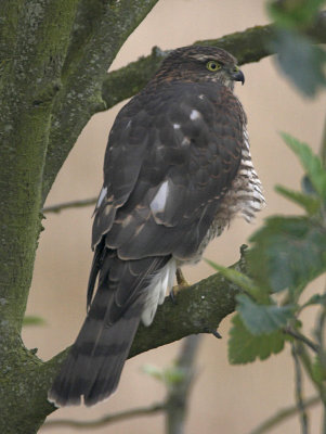 Sparrowhawk Crail 21st August 2007