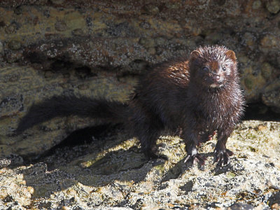 Mink Fife Ness 22nd August  2007