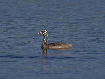 Great-crested Grebe juvenile Kilconquhar Loch 24th August 2007