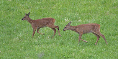 Roe fawns responding to mother's call