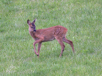 Roe fawn - grown a lot since last sighting
