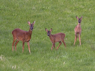 Roe doe with fawns (what's that noise?) 29th August 2007