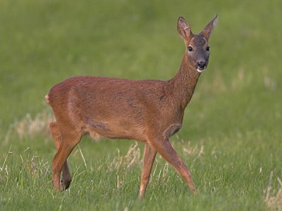 Roe doe getting suspicious and moving off