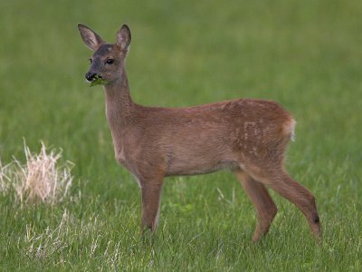 Roe fawn 1 watching departing mother