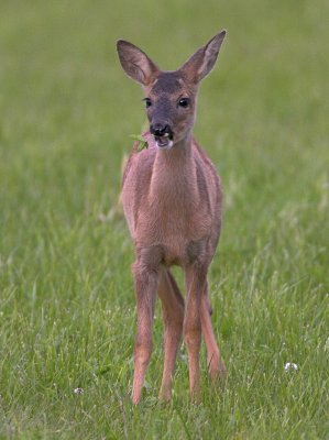 Roe fawn 2 watching departing mother