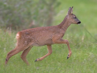 Roe fawn chasing after mother