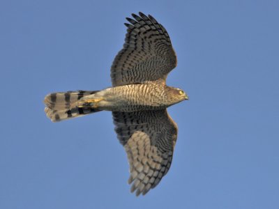 Sparrowhawk Fife Ness 7th September 2007