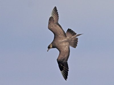 Arctic Skua Fife Ness 8th September 2007