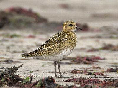 Golden Plover Balcomie 12th September 2007