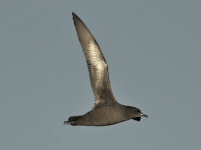 Sooty Shearwater Fife Ness 19th September 2007