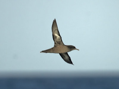 Sooty Shearwater Fife Ness 19th September 2007
