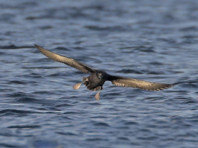 Sooty Shearwater Fife Ness 19th September 2007