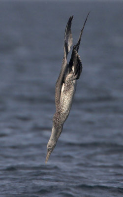 Gannet 1st w Fife Ness 20th September 2007