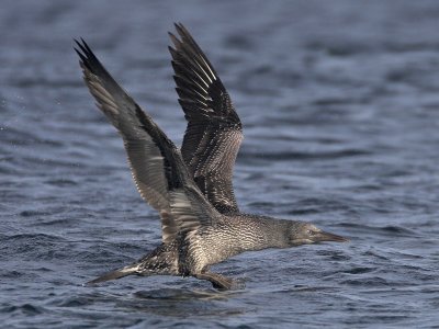 Gannet 1st w Fife Ness 20th September 2007