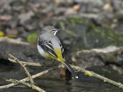 Grey Wagtail (female) River Leven 22nd September 2007