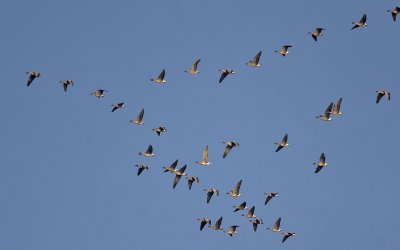 Pink-footed Geese Fife Ness 2nd October 2007