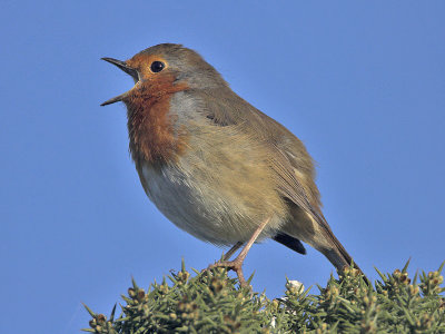 Robin Balcomie 2nd October 2007