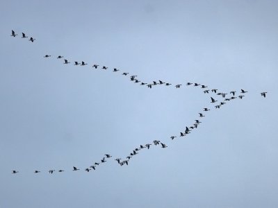 Pink-footed Geese Fife Ness 4th October 2007