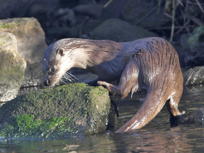 Otter October 2007