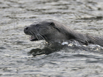 Otter October 2007