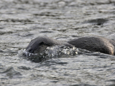 Otter October 2007