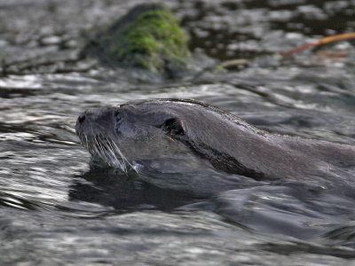 Otter October 2007