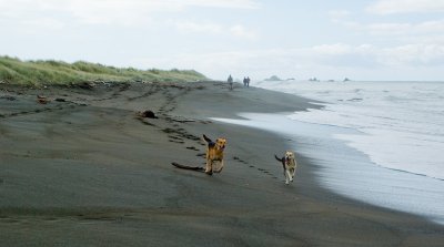 dogs_on_holiday