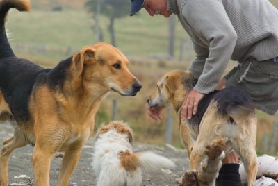 dogs_on_holiday