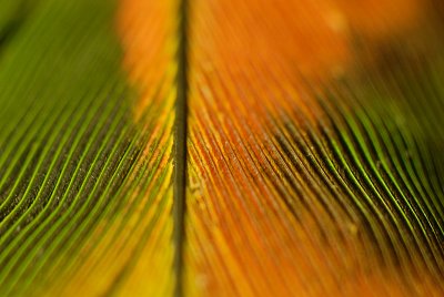 Parrot Feather