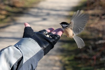 A Bird in the Hand....