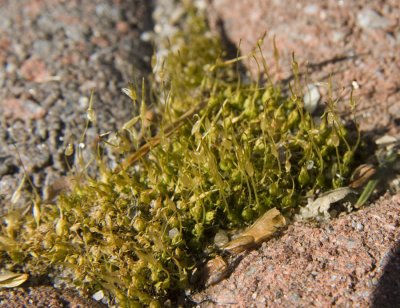 Tiny Cattails